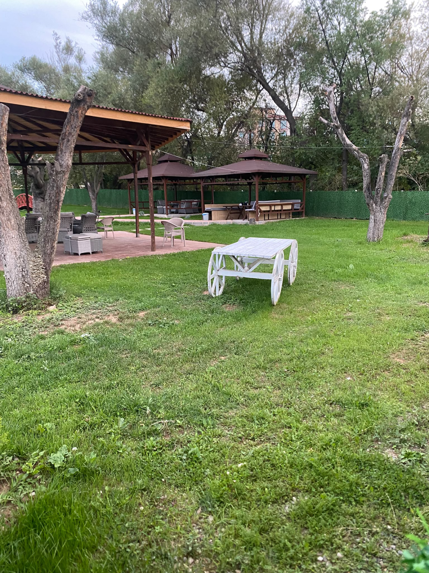 Ağaçlar arasında Alvera bahçesi ve kamelyalar